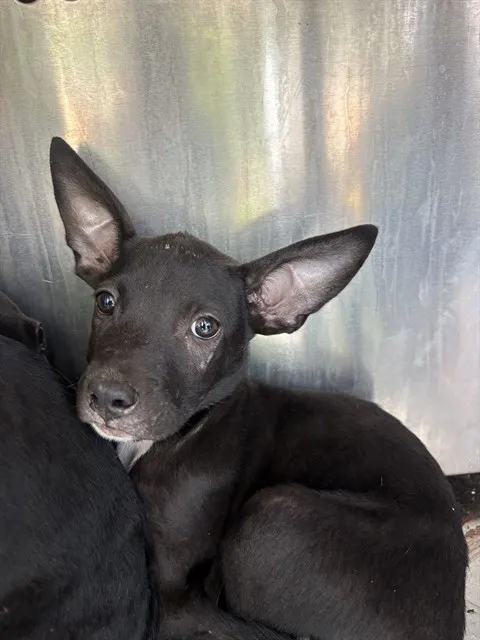 Adoptable Dog