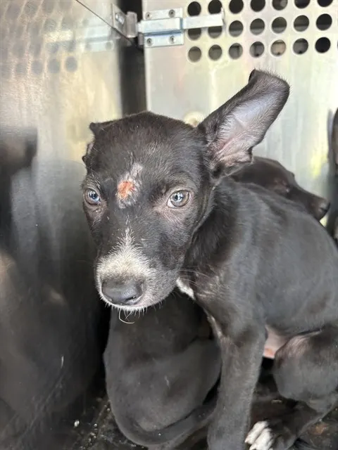 Adoptable Dog
