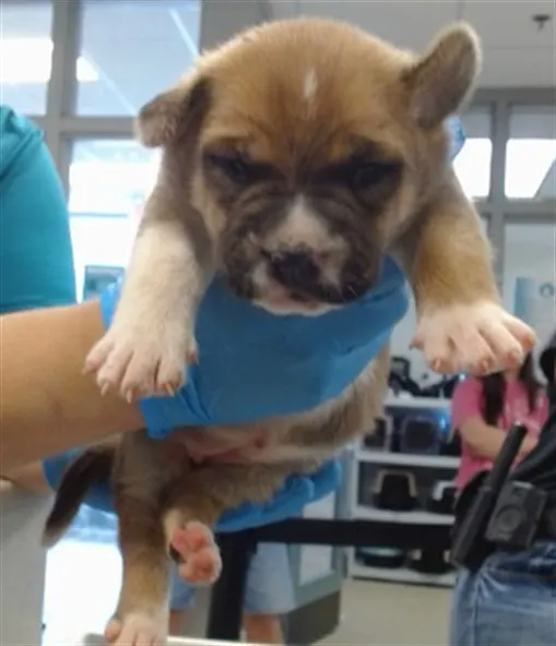 Adoptable Dog