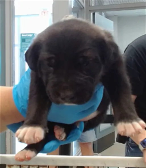 Adoptable Dog
