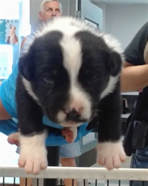 Adoptable Dog