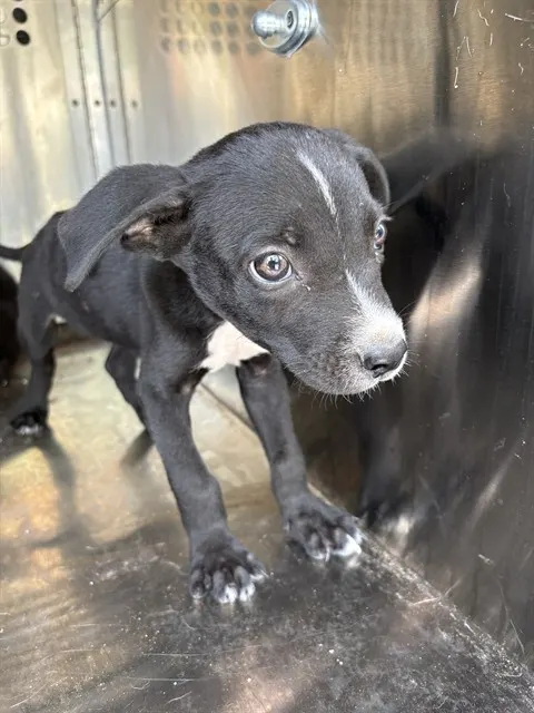 Adoptable Dog