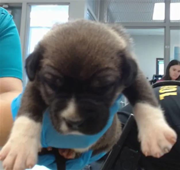 Adoptable Dog