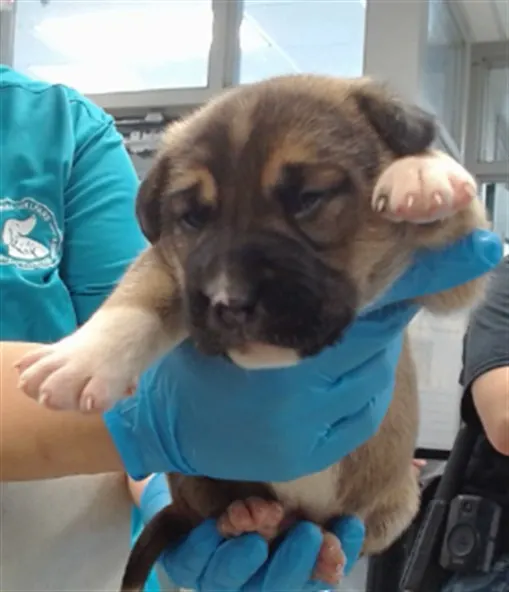 Adoptable Dog