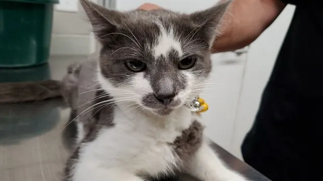 *Cacao