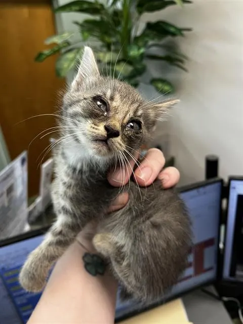Suki