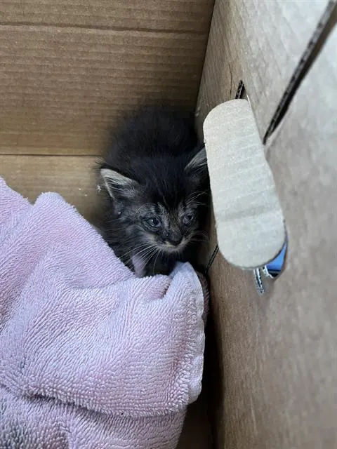 Zuko