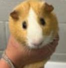 Nico