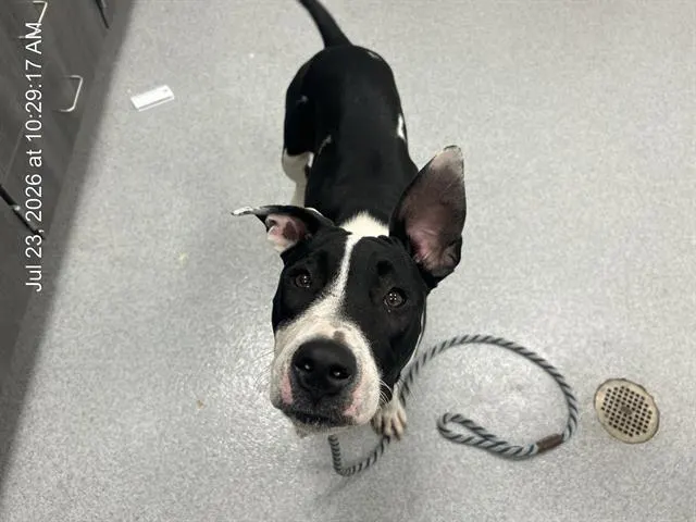 Adoptable Dog