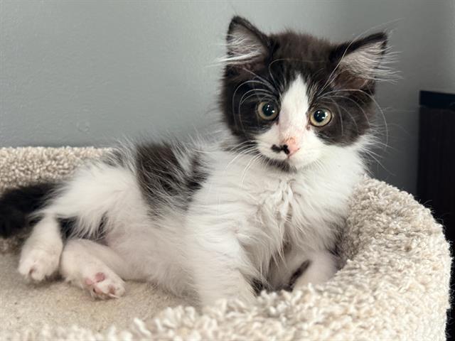 Dottie
