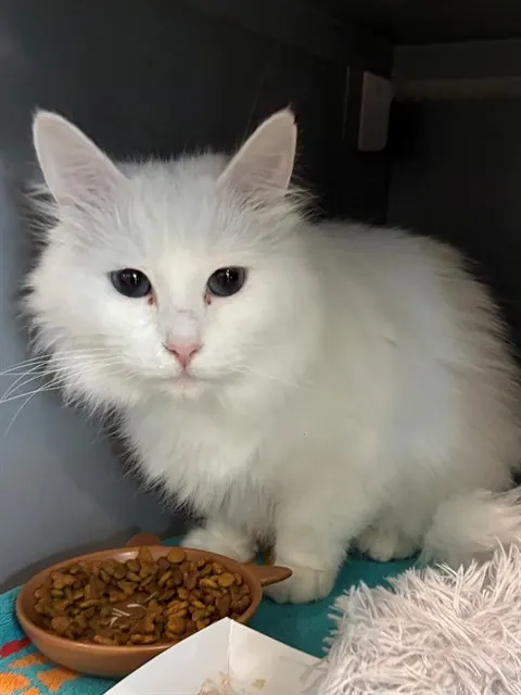 Penelope