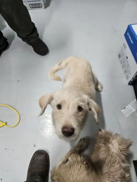 Adoptable Dog