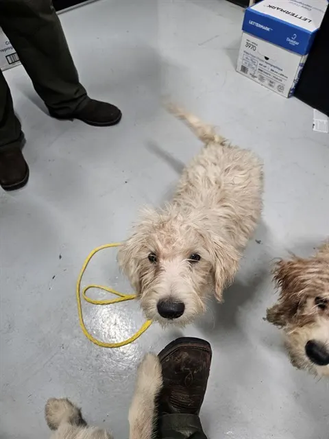 Adoptable Dog
