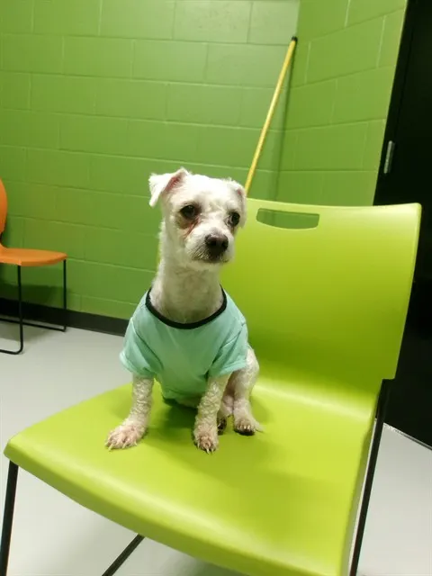 Adoptable Dog