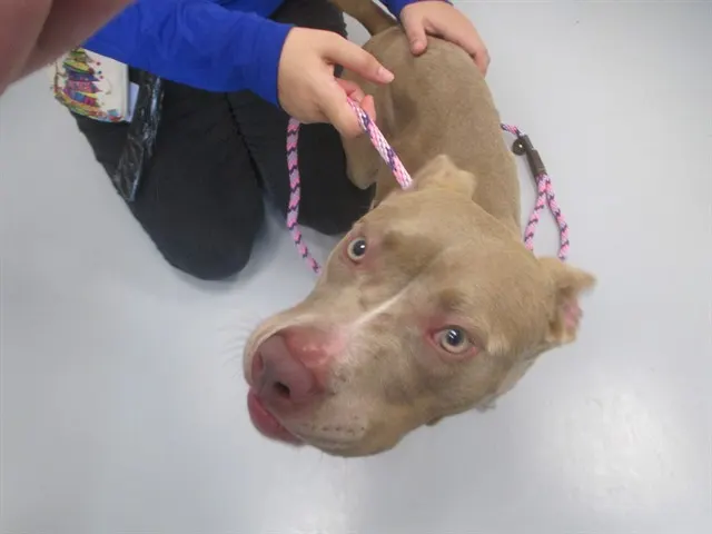 Adoptable Dog