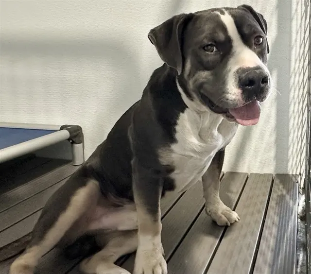 Odin