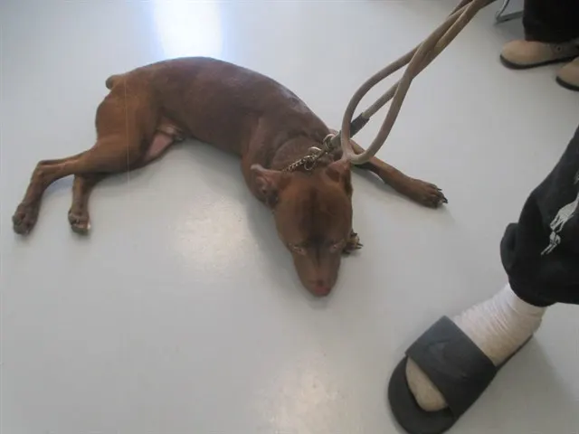 Adoptable Dog