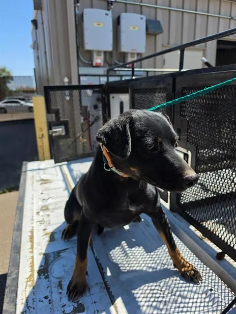 Cortez