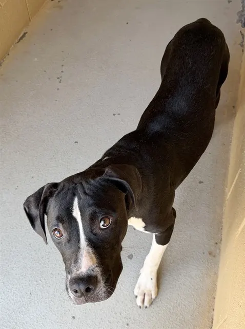 Adoptable Dog
