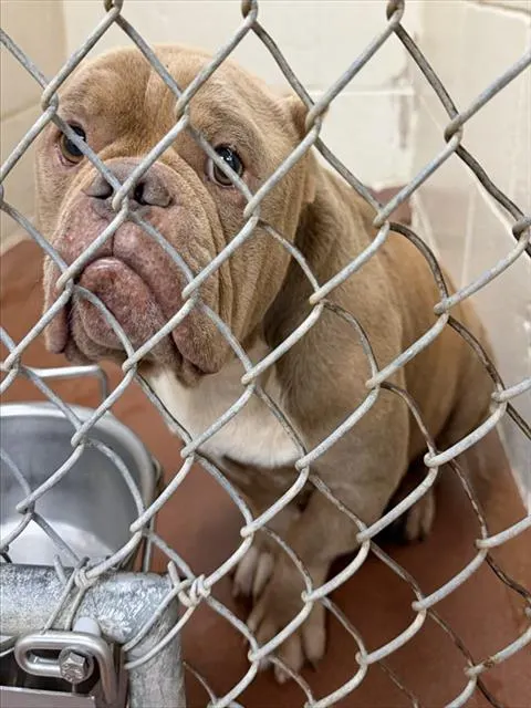 Adoptable Dog
