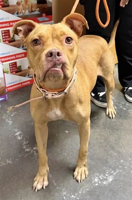 Adoptable Dog