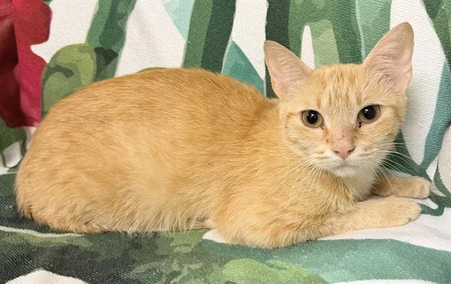 Marmalade
