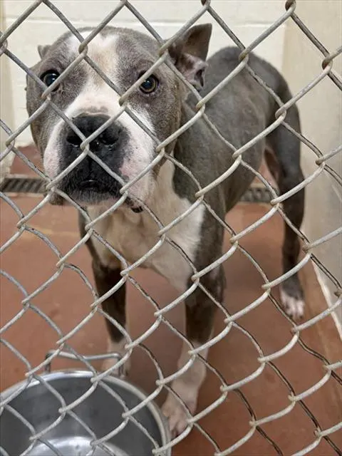 Adoptable Dog