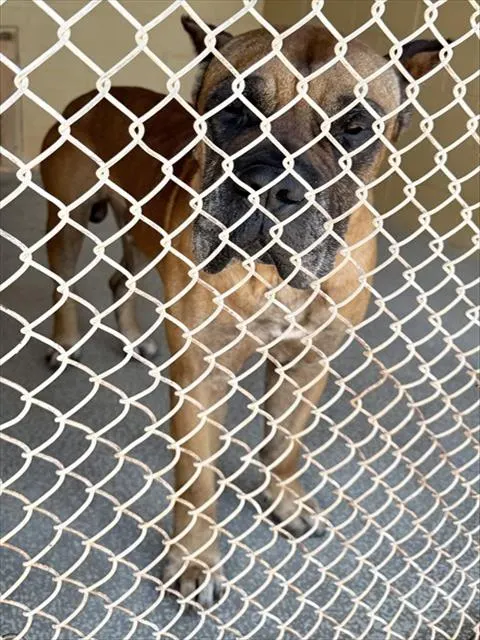 Adoptable Dog