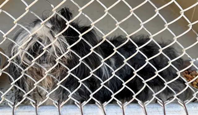 Adoptable Dog