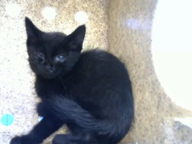 Tuna The Tina