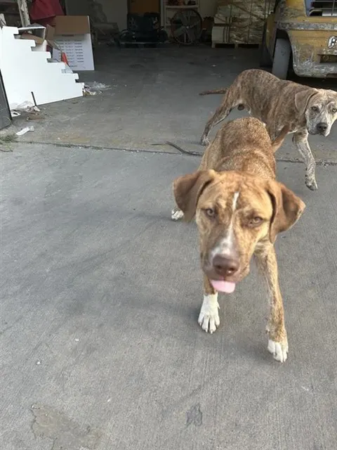 Adoptable Dog