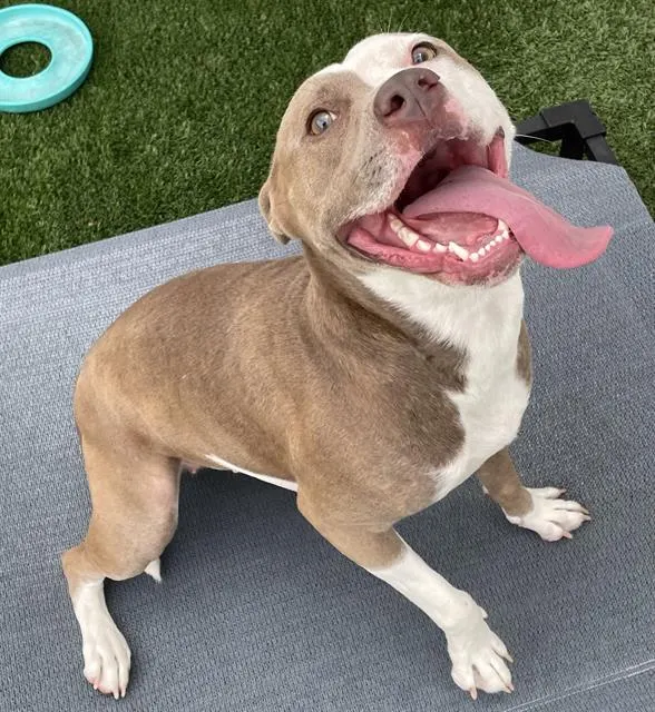 Adoptable Dog