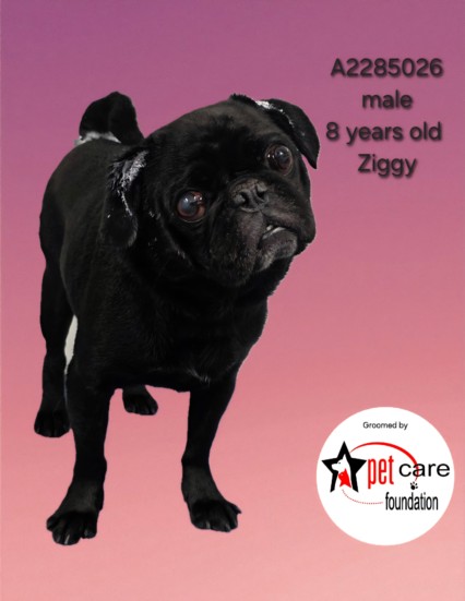 Ziggy
