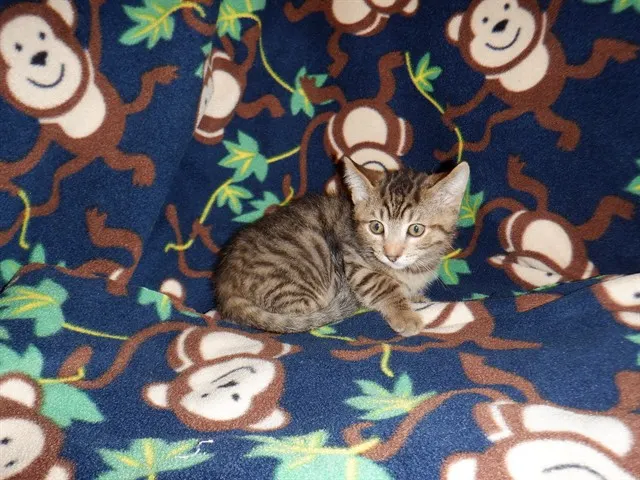 Colby