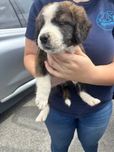 Adoptable Dog