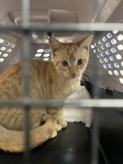 Adoptable Cat