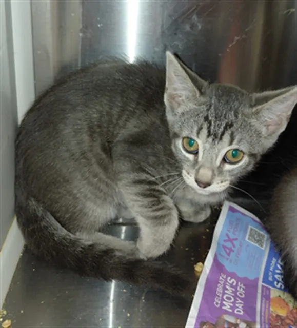 Adoptable Cat