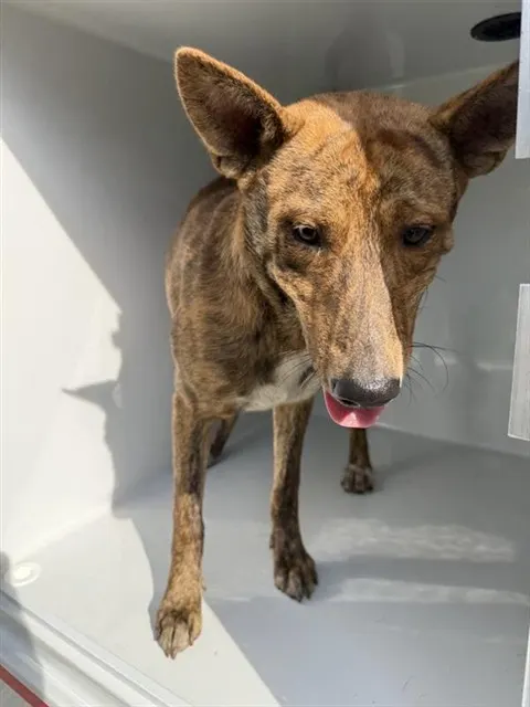 Adoptable Dog