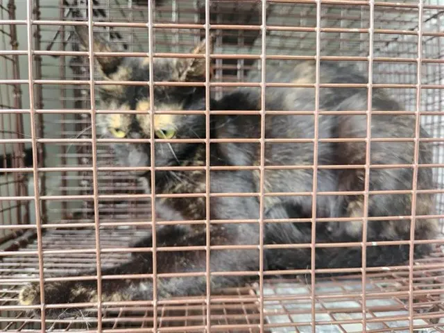Adoptable Cat