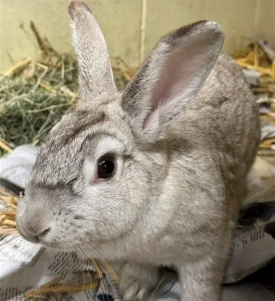 Cinnamon
