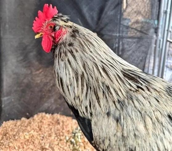 Cluck Kent