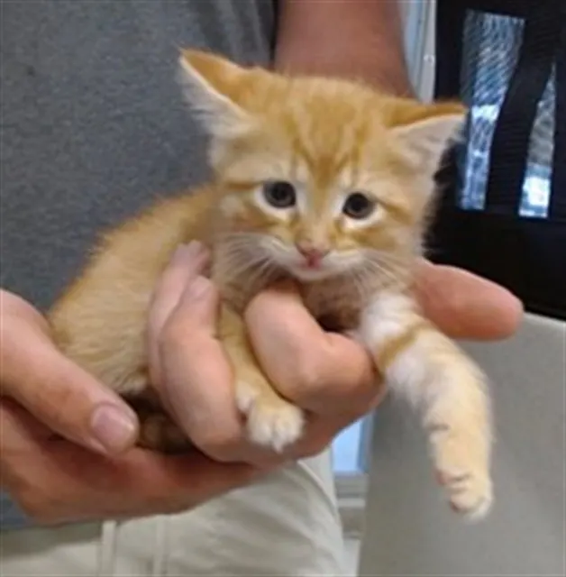 Adoptable Cat