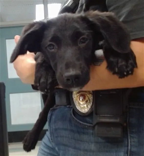 Adoptable Dog