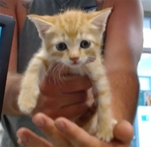 Adoptable Cat