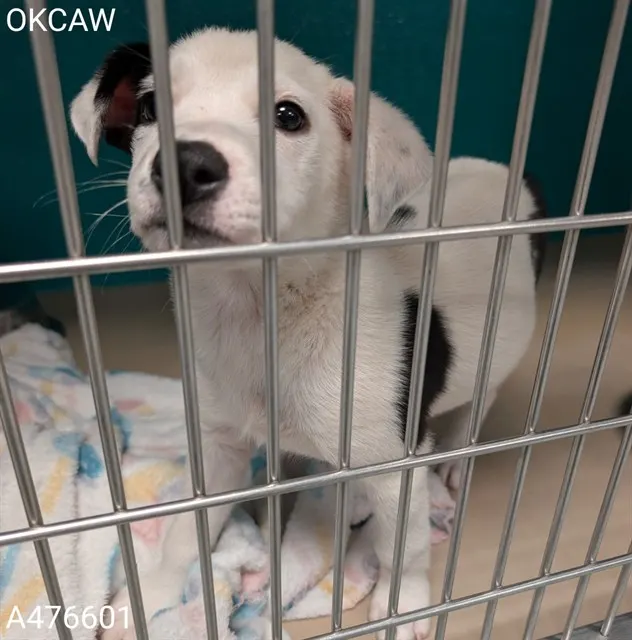 Adoptable Dog