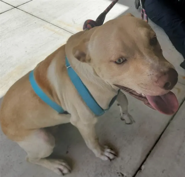 Adoptable Dog