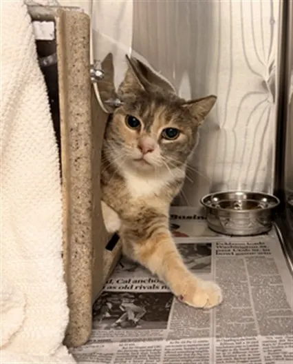 Adoptable Cat