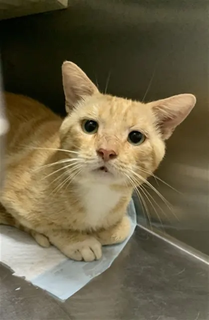 Adoptable Cat