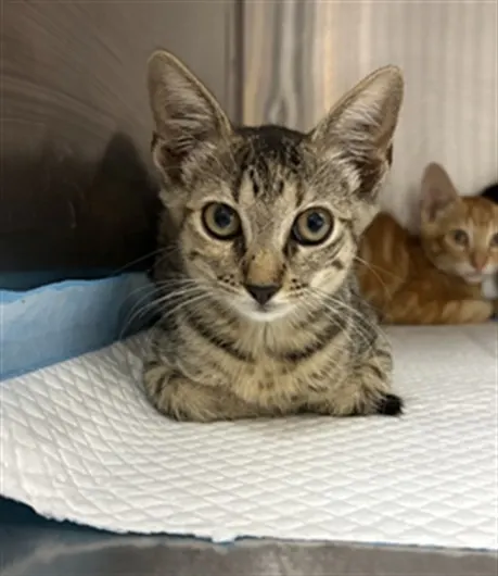 Adoptable Cat