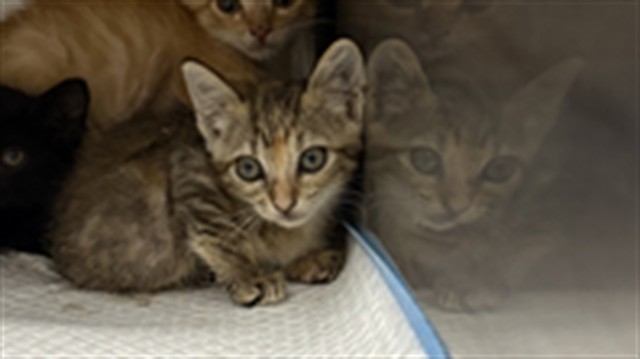 Adoptable Cat